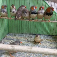 فنچ کینگ