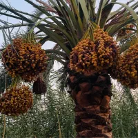 خارک خرما رطب برحی نخل