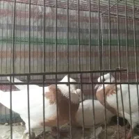 سلام بر عشق بازان