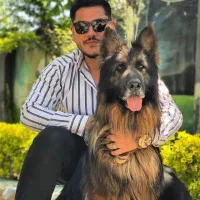 توله ژرمن موبلند شولاین کینگ سگ ژرمن کینگ شولاین