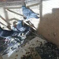 سلام ۵ کفتر زد خوردی پرشتی