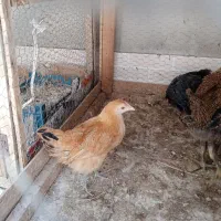 جوجه مرغ 4 ماهه