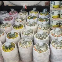 نفر وارد به کار ترشیجات