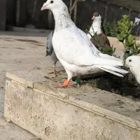 ۲۲کبوتریک دست