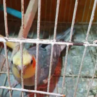عروس هلندی نر