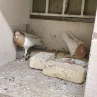سه جفت نروماده کله عروسک باجوجه‌
