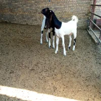 بز و بره گوسفند گاومیش