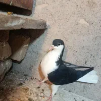 کبوتر  خوشرنگ طوقی قارا