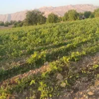اجاره زمین کشت پاییزه