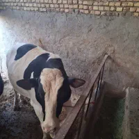 گوساله نر
