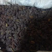 کشمش آفتابی بوانات