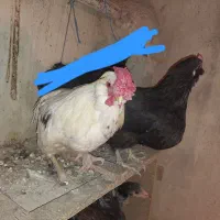 مرغ و خروس گلین