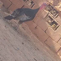 بوقلمون نر