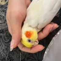 عروس هلندی سخنگو نر