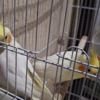 یک جفت عروس هلندی فروشی