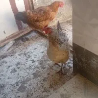 مرغ و خروس