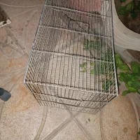 قفس پرنده