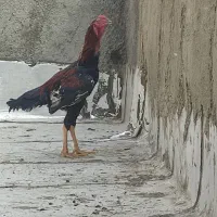 لاری افقان و چهارعددغاز نروماده دوعددجوجه سه ماهه