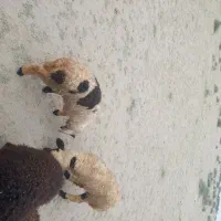 بره شیر مست ونری بذری