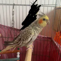 عروس هلندی گمشده