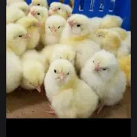 پروش جوجه مرغ گوشتی