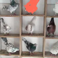 کبوتر سار سرور وکلاغ کربلایی و دمسفید وپلاکی ودورگ