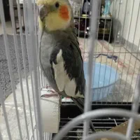 عروس هلندی نر