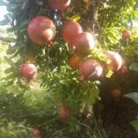 فروش ارد تازه یه دونه دونه ای ۹۵۰مقطوع
