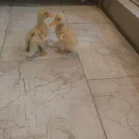 یک جفت اردک