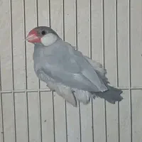 جوجه عروس و نرگسی