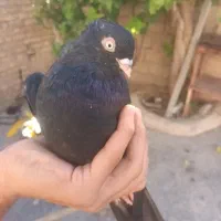 کبوتر بیا هرچقد خاستی ببر معاوضه دارم