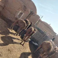 حاشی سرحال و عالی