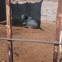 کود حیوانی  گاوی