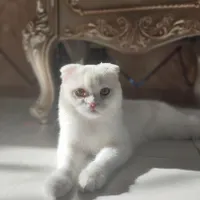 گربه اسکاتیش