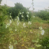 باغ مرکبات