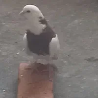 کبوتر