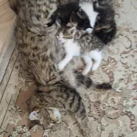 واگذاری بچه گربه