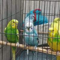 مرغ عشق با قفس