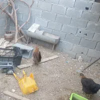 مرغ و خروس