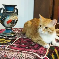 واگذاری گربه