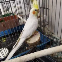 عروس هلندی