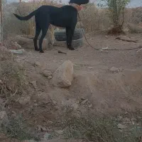 سرابی|سگ|خورموج, |دیوار