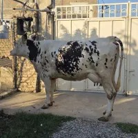 فروش مونت شیری ۲۵روز‌ تلقیح شده