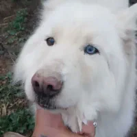 سگ هاسکی ساموید اصل نژاد دار