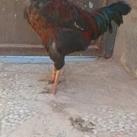 خروس گردن لخت