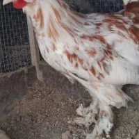 خروس سلطان