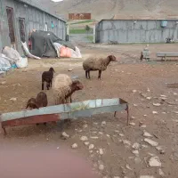 دوراس میش و بره