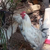 فروش مرغ وخروس
