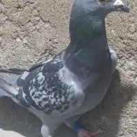 دو عدد نر گرفتنی یکی پارسال یکی امسال