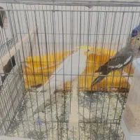 عروس هلندی جفت و بالغ